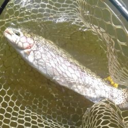 大安トラウトレイク 釣果